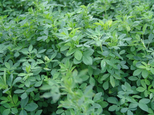 a close-up of some green leaves